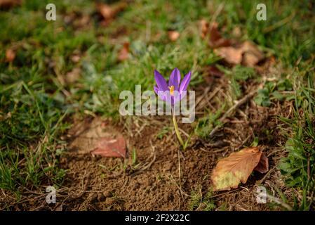 Crocus vernus dans un pré sur le chemin de Puigscalm (Garrotxa, Catalogne, Espagne) ESP: Azafrán silvestre en un prado de camino al Puigsacalm Banque D'Images