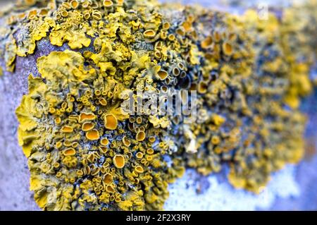lichen poussant sur un poste de clôture de ville Banque D'Images