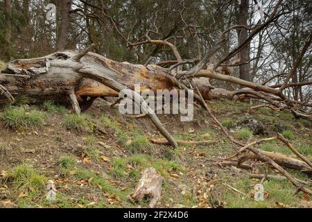 arbre tombé avec des branches cassées dans les bois Banque D'Images