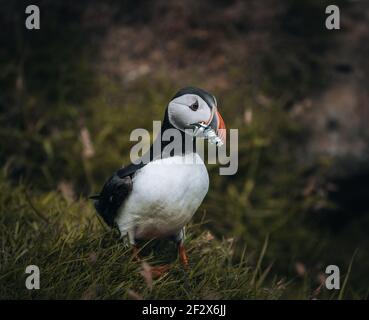 Puffin Fratercula arctica avec beek plein d'anguilles et de hareng pêchez sur le chemin de la nidification des terriers dans une colonie de reproduction Banque D'Images