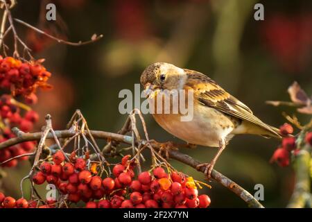 Libre d'un pinson du Nord Fringilla montifringilla, oiseaux, l'alimentation en plumage d'hiver baies orange de Sorbus aucuparia, également appelé rowan et mountain-comme Banque D'Images