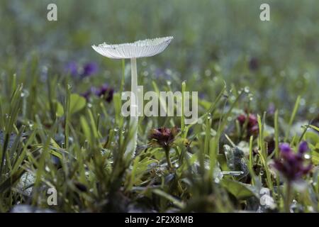 Les champignons contenant de la psilocybine poussent sur de la mousse verte. Banque D'Images