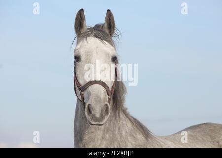 Portrait de cheval gris andalou sur fond bleu ciel Banque D'Images