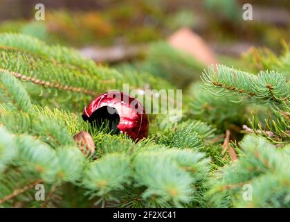 Une seule décoration de Noël rouge cassé dans un arbre. Il ne reste qu'une partie de la décoration. Banque D'Images
