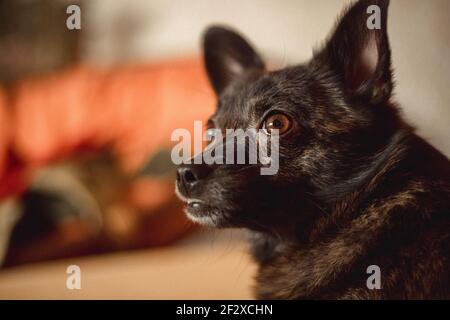 chien sur fond de couleur claire local gris clair foncé pooch Banque D'Images