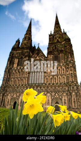 Jonquilles en face de la cathédrale de Lichfield, Lichfield, Staffordshire, Royaume-Uni Banque D'Images