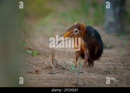 Shrew d'éléphant noir et rufous -Rhynchocyon petersi ou sengi ou shrew d'éléphant Zanj, que l'on trouve seulement en Afrique, indigène de la plaine montane et dense FO Banque D'Images