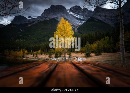 Un arbre d'automne doré le long des rives du parc Quarry Lake à Canmore, au Canada, pendant une soirée de la fin de septembre. Banque D'Images