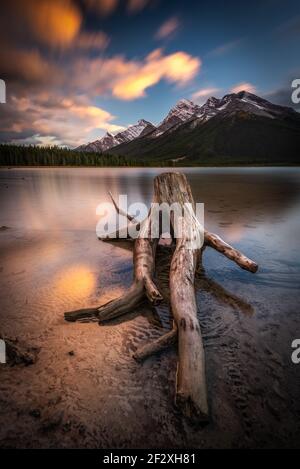 Une souche d'arbre le long de la rive de Goat Pond, dans le pays de Kananaskis, en Alberta, au Canada. Goat Pond est à l'écart de la région des lacs Spray. Banque D'Images