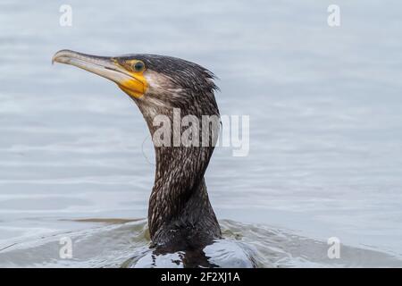 Grand cormoran, Phalacrocorax carbo, adulte unique avec ligne de pêche autour de son cou, natation dans l'eau, Norfolk, Angleterre, Royaume-Uni Banque D'Images