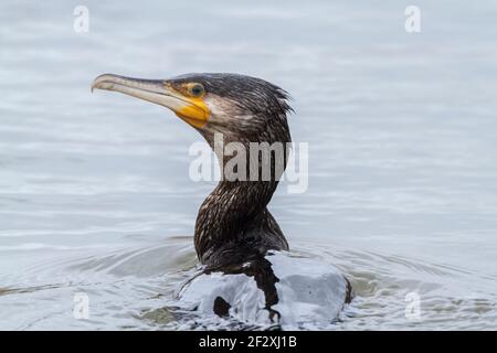 Grand cormoran, Phalacrocorax carbo, adulte unique avec ligne de pêche autour de son cou, natation dans l'eau, Norfolk, Angleterre, Royaume-Uni Banque D'Images