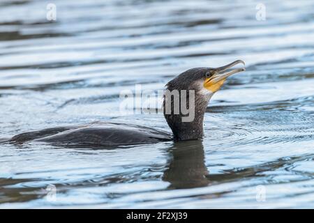 Grand cormoran, Phalacrocorax carbo, adulte unique nageant dans l'eau, Norfolk, Angleterre, Royaume-Uni Banque D'Images
