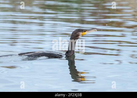 Grand cormoran, Phalacrocorax carbo, adulte unique nageant dans l'eau, Norfolk, Angleterre, Royaume-Uni Banque D'Images