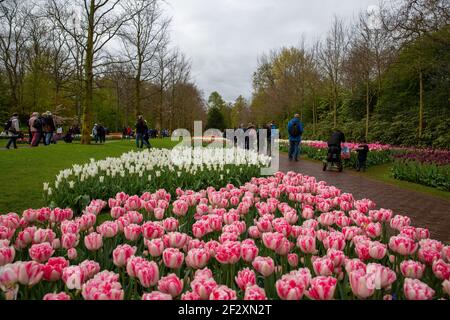 Visiteurs appréciant les parterres de tulipes roses et blanches dans les jardins de Keukenhof près de Lisse, pays-Bas, Europe. Banque D'Images