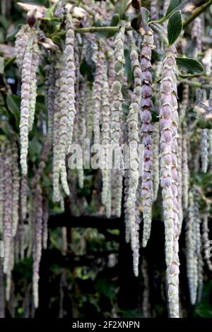 Garrya elliptica ‘James Roof’ Silk Tassel James Roof – longues grappes de fleurs vert pâle et rose, mars, Angleterre, Royaume-Uni Banque D'Images
