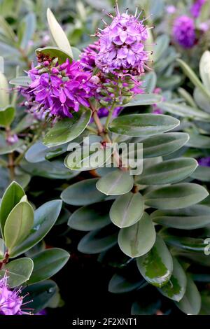 Hebe x franciscana «Blue Gem» Shrubby veronica Blue Gem – fleurs de lavande et de pourpre sur des feuilles elliptiques vertes empilées, mars, Angleterre, Royaume-Uni Banque D'Images