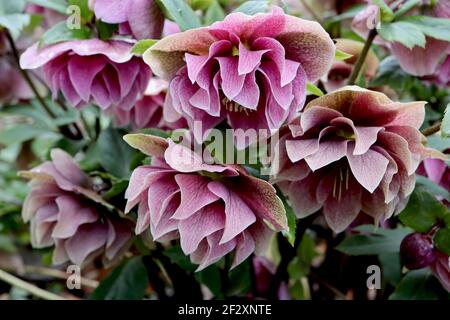 Helleborus x hybridus ‘Double Ellen Red’ hellebore Double Ellen Red – fleurs rose foncé avec nervures et contours blancs fins, mars, Angleterre, Royaume-Uni Banque D'Images