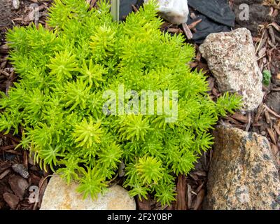 Joli et unique le vert boule de citron Sedum dans le Le jardin de roche du Missouri offre une touche de soulagement de stress et calme et fraîcheur Banque D'Images