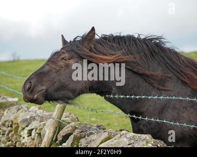 Beau cheval noir solitaire avec tinge rougeâtre dans la manne fluide soufflant dans le vent rayant le cou sur le fil barbelé sur les coquillages dans les hautes Cumbria, Angleterre, Royaume-Uni Banque D'Images