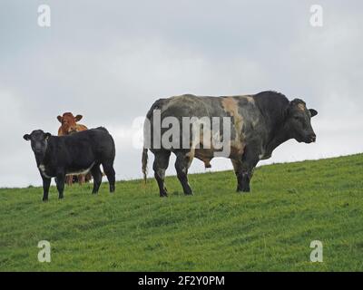 Taureau bleu belge fort et vaches paissant sur de l'herbe fraîche sur les gratte-ciel dans les pâturages de haute altitude à Eden Valley Cumbria, Angleterre, Royaume-Uni Banque D'Images