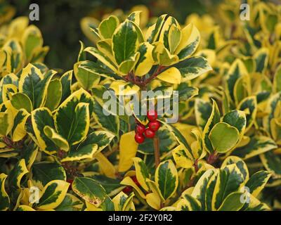 Feuilles vertes et jaunes de Holly Variegated (Ilex x altaclerensis - Golden King) avec baies rouges brillantes à Cumbria, Angleterre, Royaume-Uni Banque D'Images