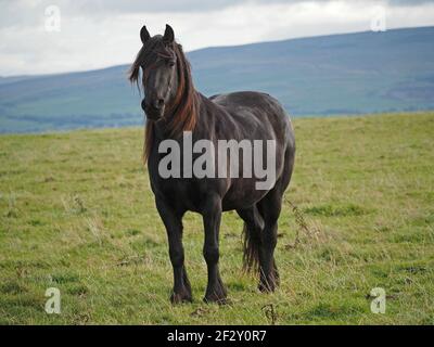 Portrait d'un beau cheval noir solitaire avec une teinte rougeâtre dans la manne coulant soufflant dans le vent debout sur les fells dans les hautes montagnes Cumbria, Angleterre, Royaume-Uni Banque D'Images