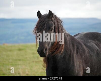 Portrait d'un beau cheval noir solitaire avec une teinte rougeâtre dans la manne coulant soufflant dans le vent debout sur les fells dans les hautes montagnes Cumbria, Angleterre, Royaume-Uni Banque D'Images