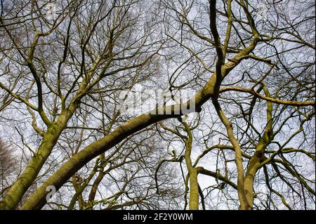 Aylesbury Vale, Buckinghamshire, Royaume-Uni. 12 mars 2021. Les militants anti HS2 poursuivent leur combat pour sauver Jones Hill Wood des tronçonneuses HS2. Les chauves-souris Barbastelle très rares sont connues pour rôtir dans les bois, cependant, HS2 se prépare à détruire une grande partie de Jones Hill Wood pour la construction d'un viaduc dans le cadre de la controversée liaison High Speed Rail de Londres à Birmingham. Une équipe de militants anti HS2 vit dans une partie des terres boisées pour essayer d'arrêter HS2 et leur destruction des habitats fauniques. Crédit : Maureen McLean/Alay Banque D'Images