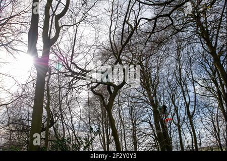 Aylesbury Vale, Buckinghamshire, Royaume-Uni. 12 mars 2021. Les militants anti HS2 poursuivent leur combat pour sauver Jones Hill Wood des tronçonneuses HS2. Les chauves-souris Barbastelle très rares sont connues pour rôtir dans les bois, cependant, HS2 se prépare à détruire une grande partie de Jones Hill Wood pour la construction d'un viaduc dans le cadre de la controversée liaison High Speed Rail de Londres à Birmingham. Une équipe de militants anti HS2 vit dans une partie des terres boisées pour essayer d'arrêter HS2 et leur destruction des habitats fauniques. Crédit : Maureen McLean/Alay Banque D'Images