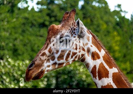 La girafe réticulée, également connue sous le nom de girafe somalienne, est une sous-espèce de girafe originaire de la Corne de l'Afrique. Banque D'Images