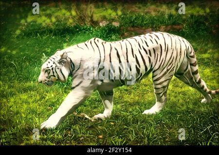 Le tigre du Bengale blanc est une sous-espèce de tigre, présente dans tout le sous-continent indien Banque D'Images
