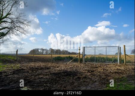 Aylesbury Vale, Buckinghamshire, Royaume-Uni. 12 mars 2021. Les militants anti HS2 poursuivent leur combat pour sauver Jones Hill Wood des tronçonneuses HS2. Les chauves-souris Barbastelle très rares sont connues pour rôtir dans les bois, cependant, HS2 se prépare à détruire une grande partie de Jones Hill Wood pour la construction d'un viaduc dans le cadre de la controversée liaison High Speed Rail de Londres à Birmingham. Une équipe de militants anti HS2 vit dans une partie des terres boisées pour essayer d'arrêter HS2 et leur destruction des habitats fauniques. Crédit : Maureen McLean/Alay Banque D'Images