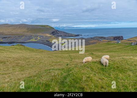Pâturage des moutons dans la péninsule Storhofdi de l'île Heimaey en Islande Banque D'Images