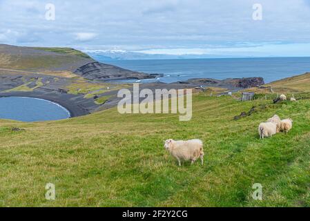 Pâturage des moutons dans la péninsule Storhofdi de l'île Heimaey en Islande Banque D'Images