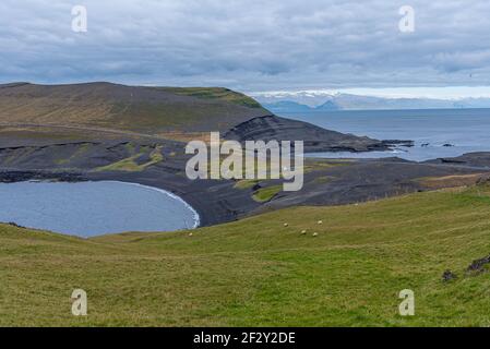 Pâturage des moutons dans la péninsule Storhofdi de l'île Heimaey en Islande Banque D'Images