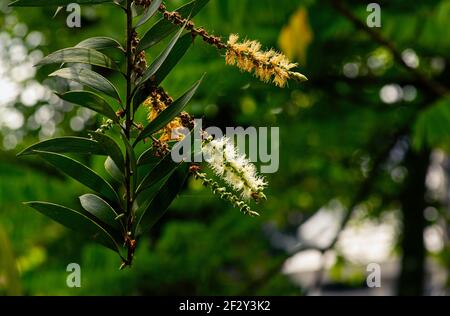 Fleurs et feuilles de Melaleuca cajuputi, dans un foyer peu profond. L'huile de cajuput est une huile volatile obtenue par distillation des feuilles des arbres de cajuput Banque D'Images