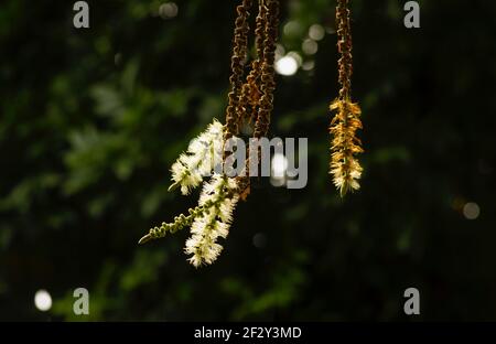 Fleurs de Melaleuca cajuputi, dans un foyer peu profond. L'huile de cajuput est une huile volatile obtenue par distillation des feuilles des arbres de cajuput Banque D'Images