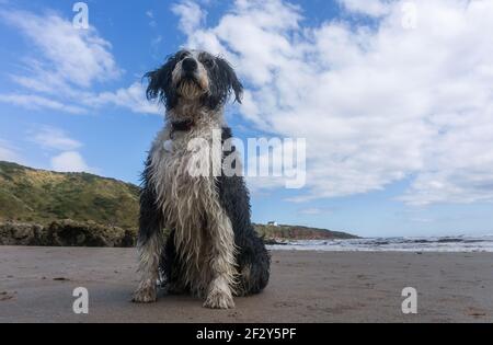 Chien de Collie mouillé, assis sur le sable sur une mer de plage en arrière-plan contre le ciel bleu en été Banque D'Images