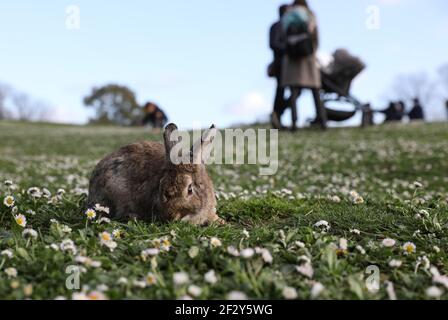 Rome. 13 mars 2021. Photo prise le 13 mars 2021 montre un lapin à Parco della Caffarella à Rome, Italie. Credit: Cheng Tingting/Xinhua/Alay Live News Banque D'Images