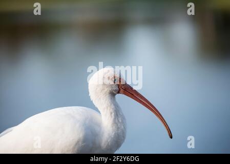 Portrait moyen du profil d'un Ibis blanc américain montrant la tête, le cou, le corps, la Floride, les Etats-Unis Banque D'Images