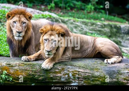 Deux lions africains se détendent au zoo de Singapour. Le zoo de Singapour s'étend sur 26 hectares et compte plus de 2,800 animaux. Banque D'Images
