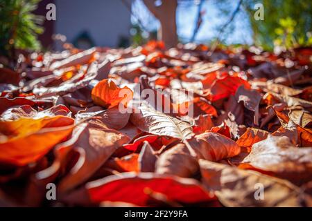 Faible angle de magnifiques feuilles d'automne dans le jardin Banque D'Images