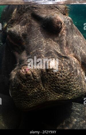 Les bulles montent du narine d'un hippopotame prenant une sieste sous l'eau le 9 mars 2021, au zoo de Saint Louis. Banque D'Images