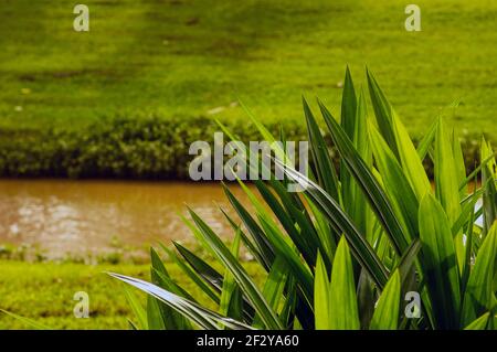 Le Pandanus (Pandanus amaryllifolius), ou pin à vis, également appelé daun pandan wangi en Indonésie, a des feuilles très aromatiques qui sont pri Banque D'Images