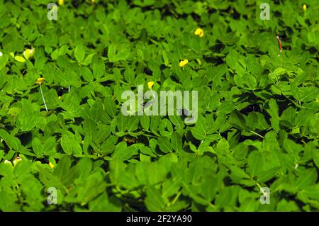 Petites fleurs jaunes parmi les feuilles vertes dans le foyer peu profond pour arrière-plan naturel Banque D'Images