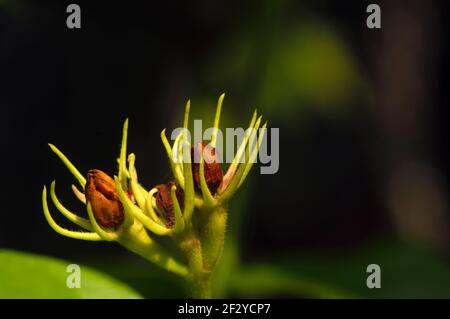 Boutons de fleurs de jasmin séchés sur fond sombre, mise au point sélectionnée Banque D'Images