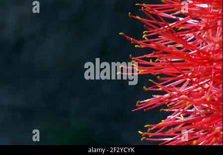 Scadoxus multiflorus (anciennement Haemanthus multiflorus) est une plante bulbeuse originaire de la plupart de l'Afrique subsaharienne. Banque D'Images