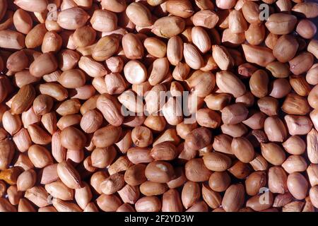 Les graines d'arachide, également connues sous le nom d'arachide ou de noix de singe, et classifiées taxonomiquement comme Arachis hypogaea, est une culture de légumineuse cultivée principalement pour ses Banque D'Images
