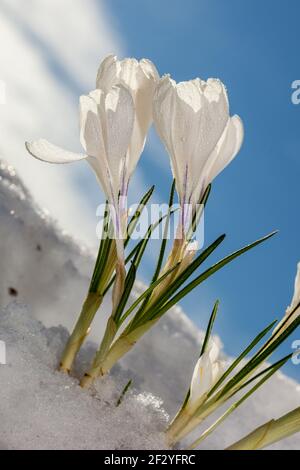 Vårkrokus au printemps, crocus (Crocus vernus) Banque D'Images