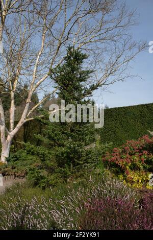 Feuillage vert luxuriant d'un sapin coréen conifères d'Evergreen (Abies Koreana) en pleine croissance dans un jardin d'hiver entouré par Heather dans le Devon rural, en Angleterre Banque D'Images